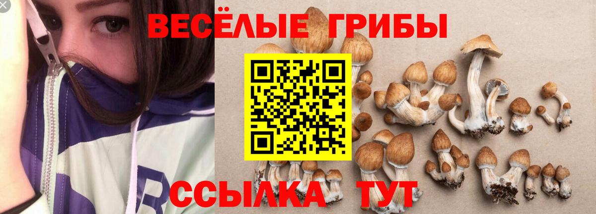 Псилоцибиновые грибы мицелий Карачаевск